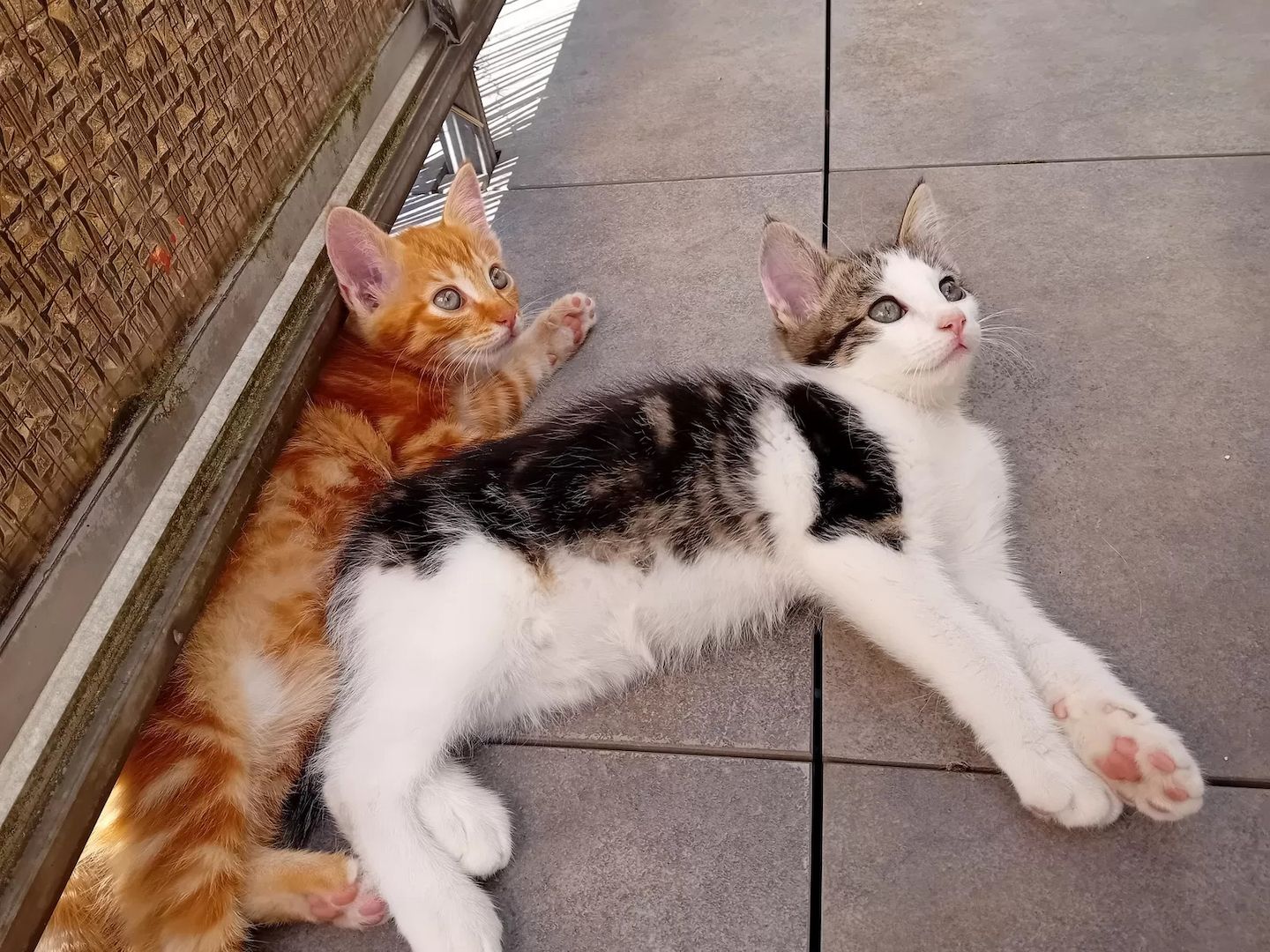1 Babykatze Kitten Kätzchen EKH / Heilige Birma Mix 1 Babykatze Kitten Kätzchen EKH / Heilige Birma Mix