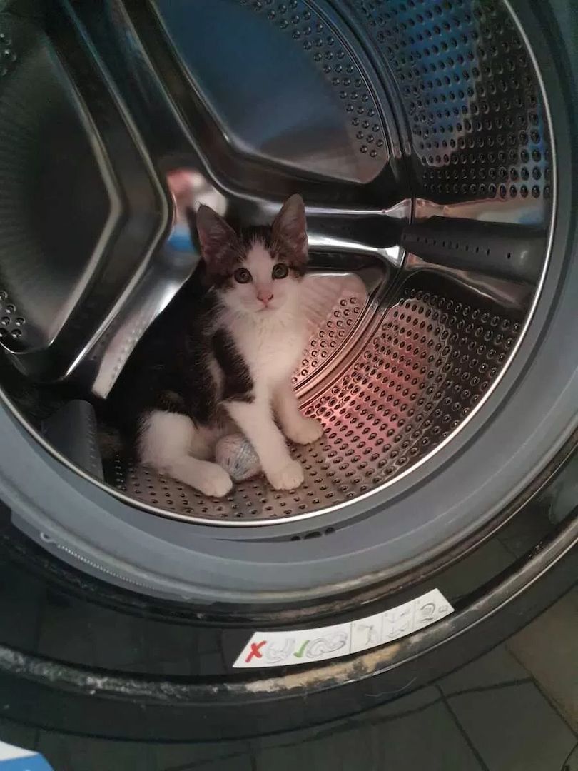 1 Babykatze Kitten Kätzchen EKH / Heilige Birma Mix 1 Babykatze Kitten Kätzchen EKH / Heilige Birma Mix
