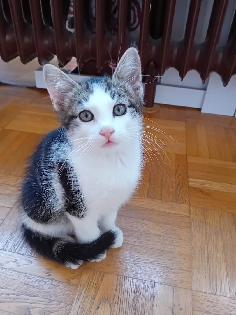 1 Babykatze Kitten Kätzchen EKH / Heilige Birma Mix 1 Babykatze Kitten Kätzchen EKH / Heilige Birma Mix