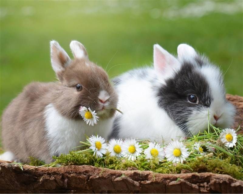 Suche 1 oder 2 junge Kaninchen