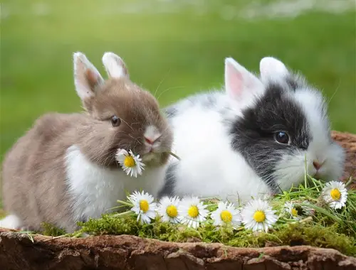 Suche 1 oder 2 junge Kaninchen