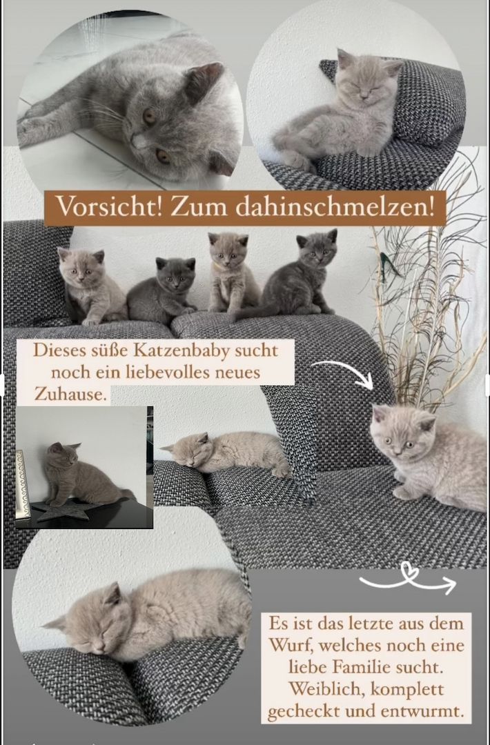 Britisch Kurzhaar Kitten