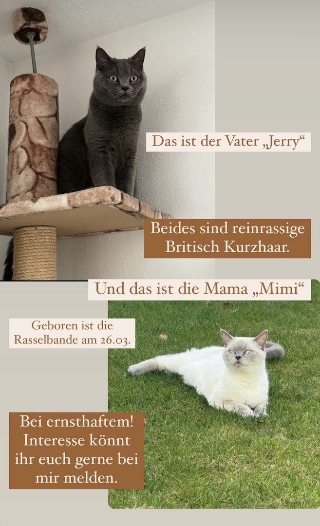 Britisch Kurzhaar Kitten