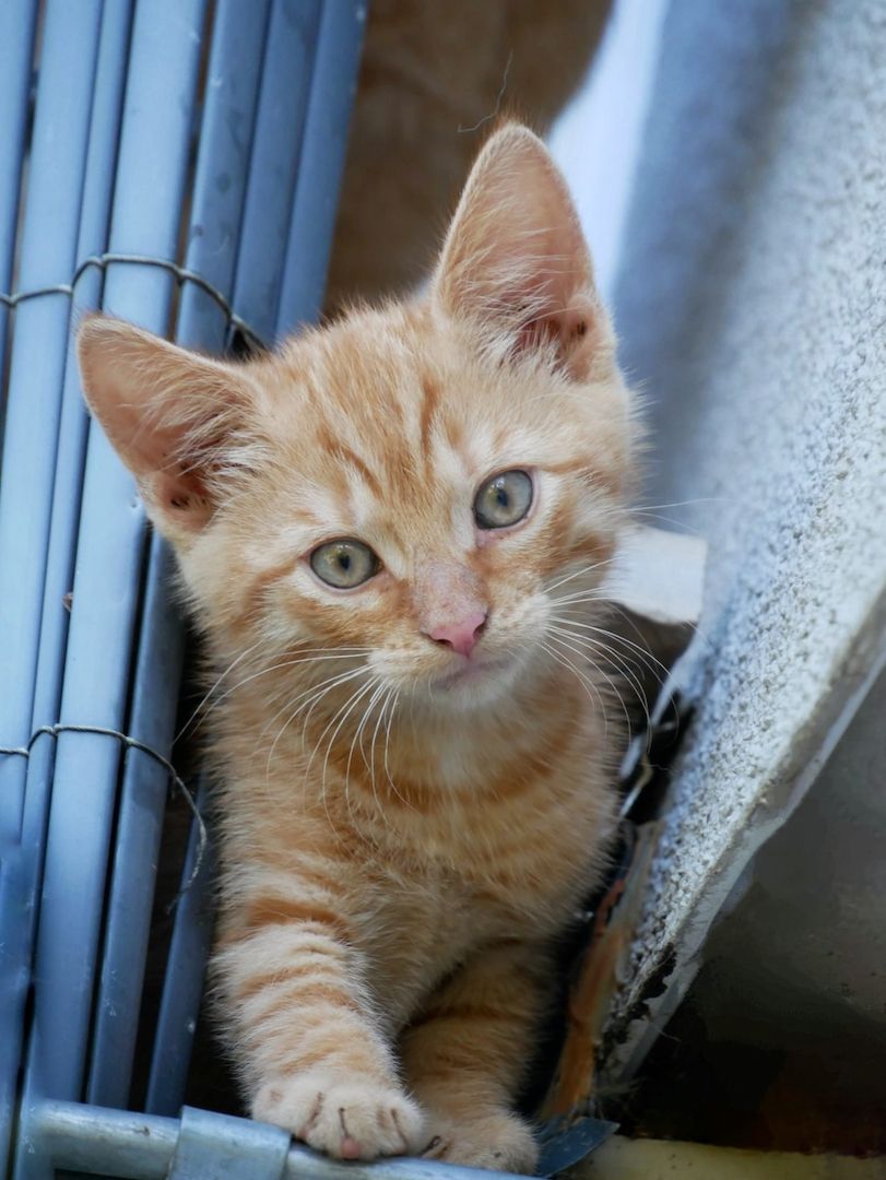 Hübscher Garfield-Kater und Glückskatze sucht neues Zuhause