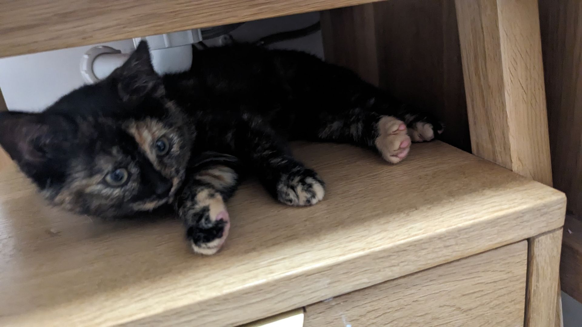 Hübscher Garfield-Kater und Glückskatze sucht neues Zuhause