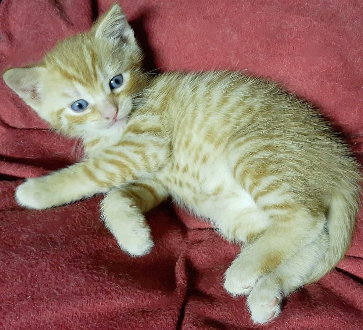 Hübscher Garfield-Kater und Glückskatze sucht neues Zuhause