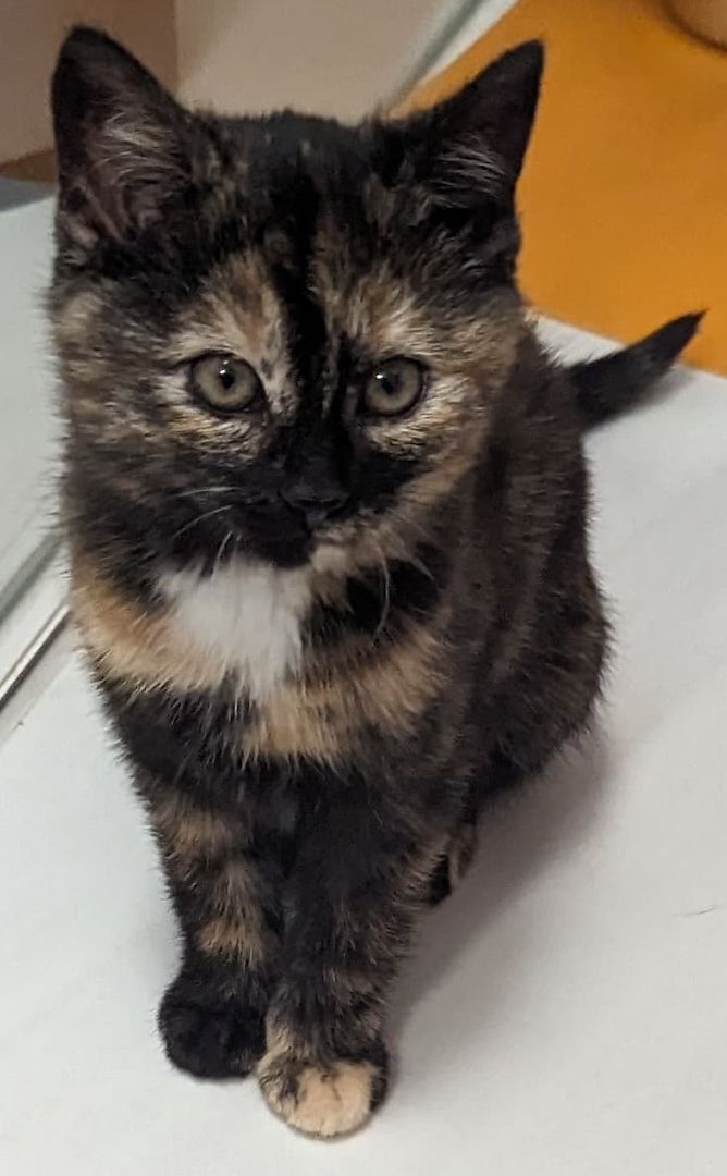 Hübscher Garfield-Kater und Glückskatze sucht neues Zuhause