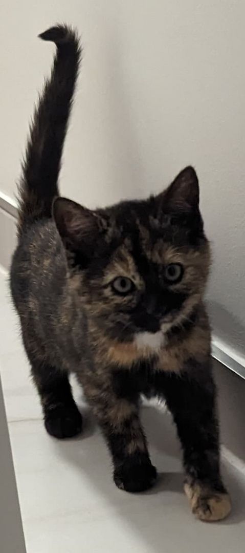 Hübscher Garfield-Kater und Glückskatze sucht neues Zuhause