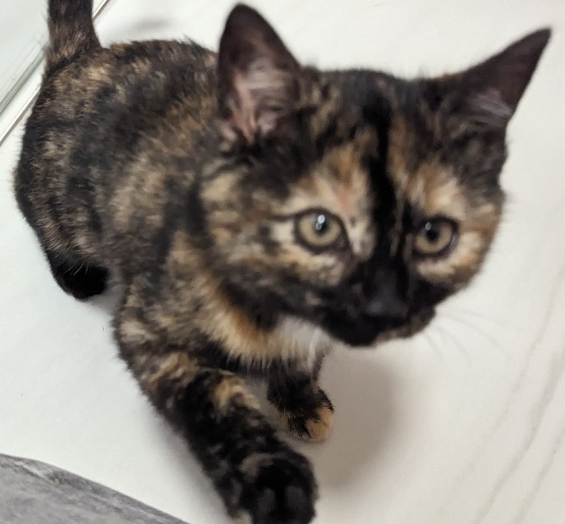 Hübscher Garfield-Kater und Glückskatze sucht neues Zuhause