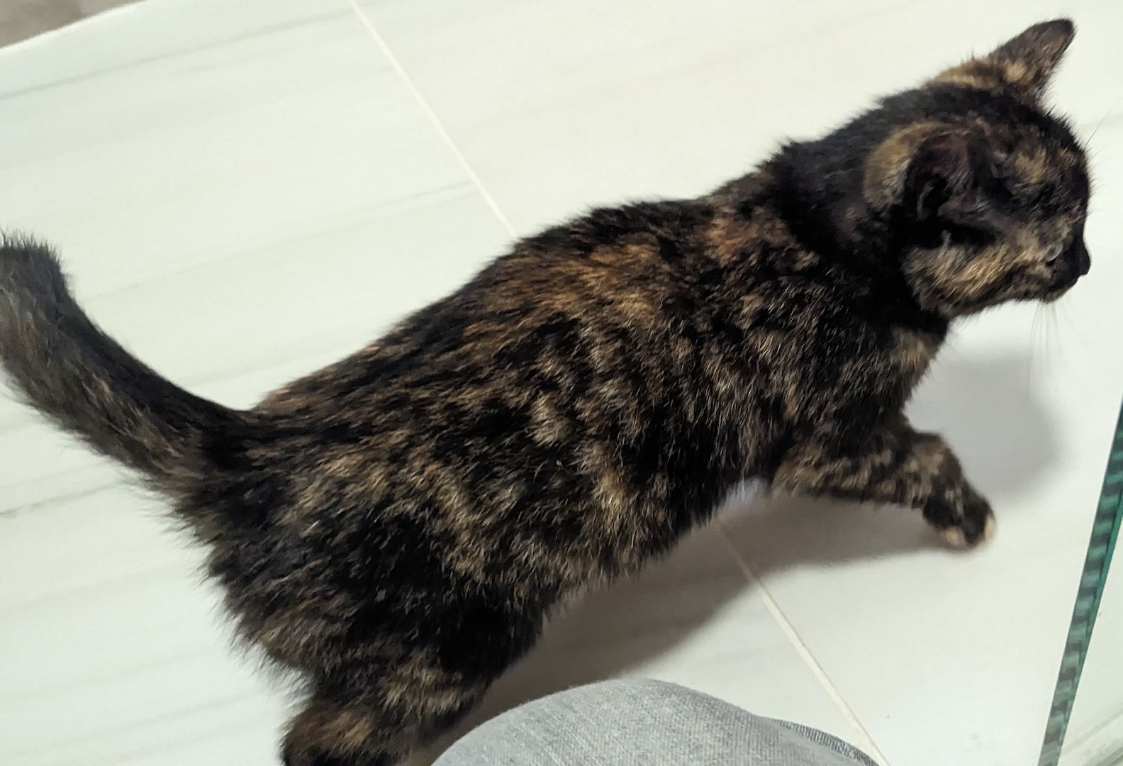 Hübscher Garfield-Kater und Glückskatze sucht neues Zuhause