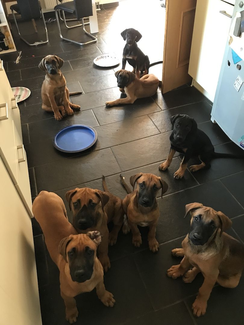 Rhodesian Ridgeback Mix Welpen Rhodesian Ridgeback Mix Welpen