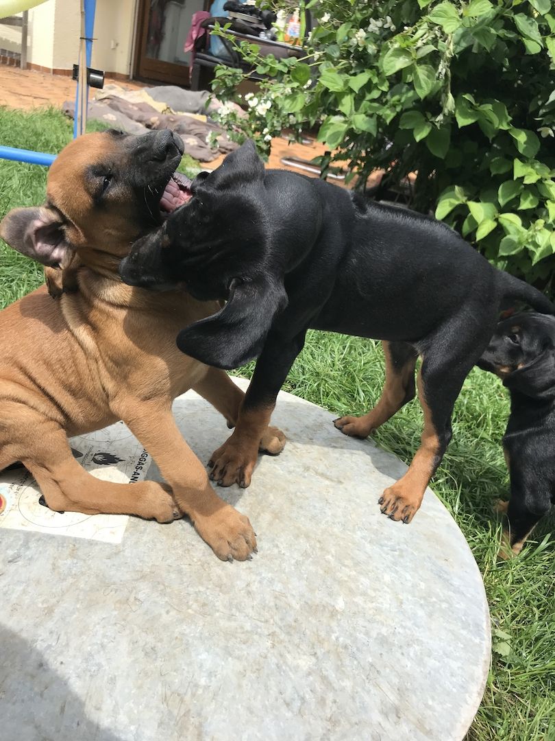 Rhodesian Ridgeback Mix Welpen Rhodesian Ridgeback Mix Welpen