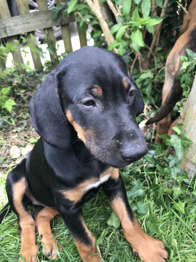 Rhodesian Ridgeback Mix Welpen Rhodesian Ridgeback Mix Welpen