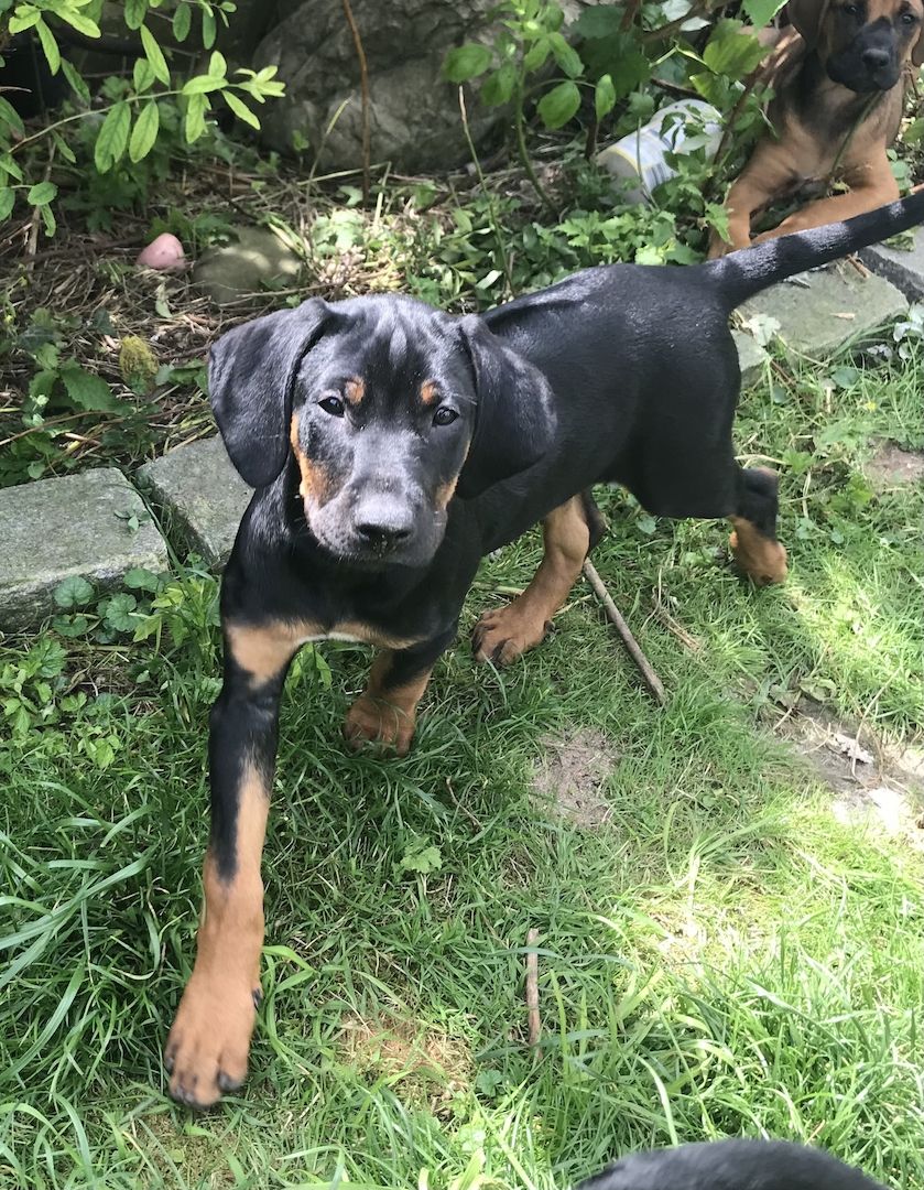 Rhodesian Ridgeback Mix Welpen Rhodesian Ridgeback Mix Welpen