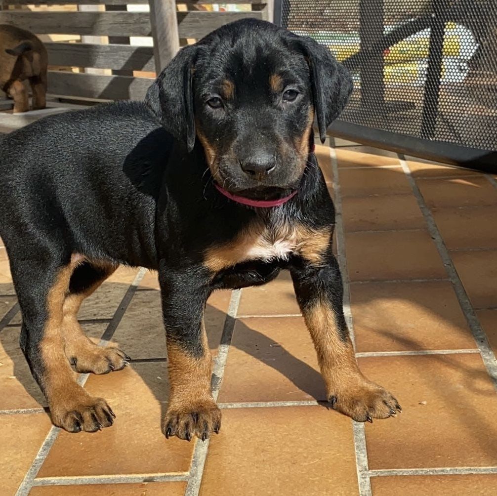 Rhodesian Ridgeback Mix Welpen Rhodesian Ridgeback Mix Welpen