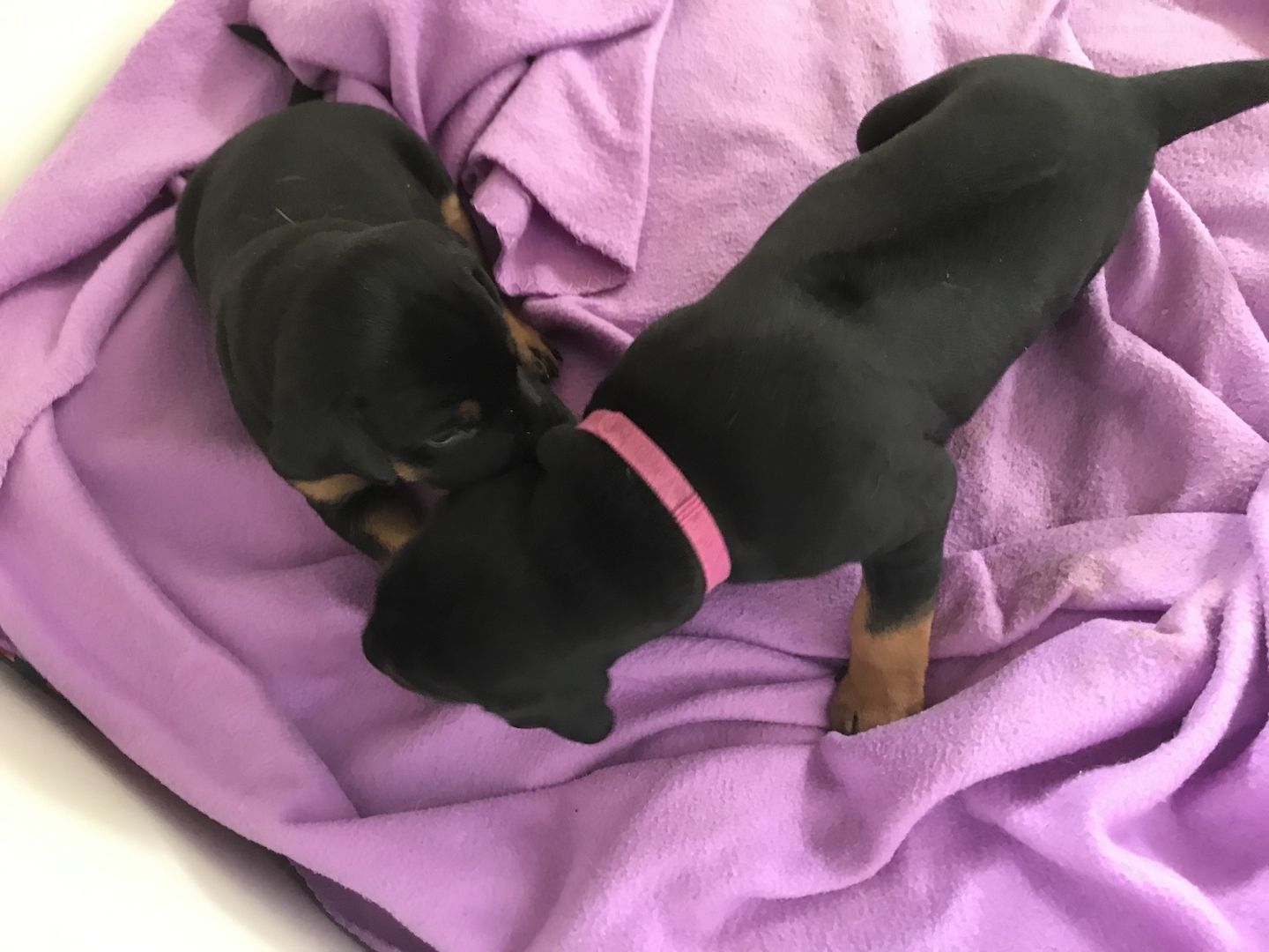 Rhodesian Ridgeback Mix Welpen Rhodesian Ridgeback Mix Welpen