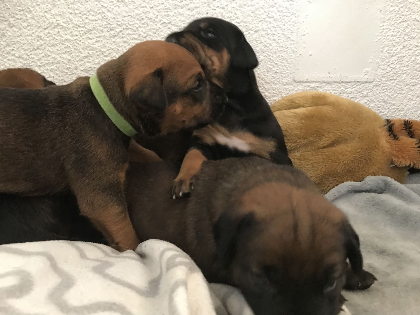 Rhodesian Ridgeback Mix Welpen Rhodesian Ridgeback Mix Welpen