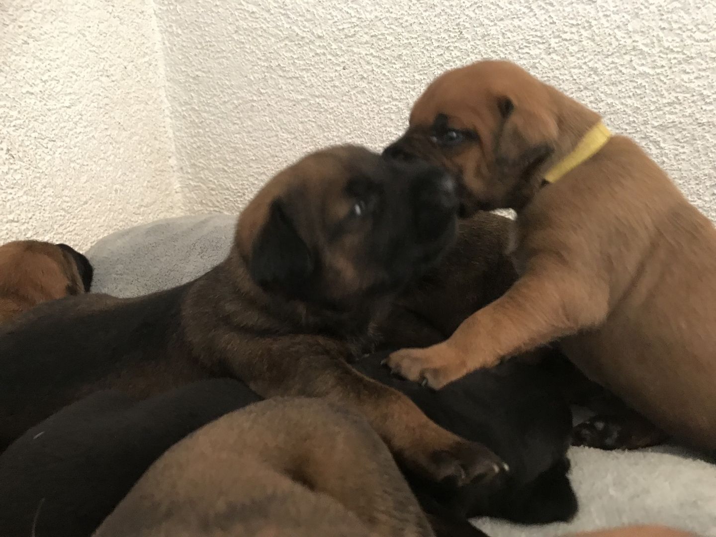 Rhodesian Ridgeback Mix Welpen Rhodesian Ridgeback Mix Welpen