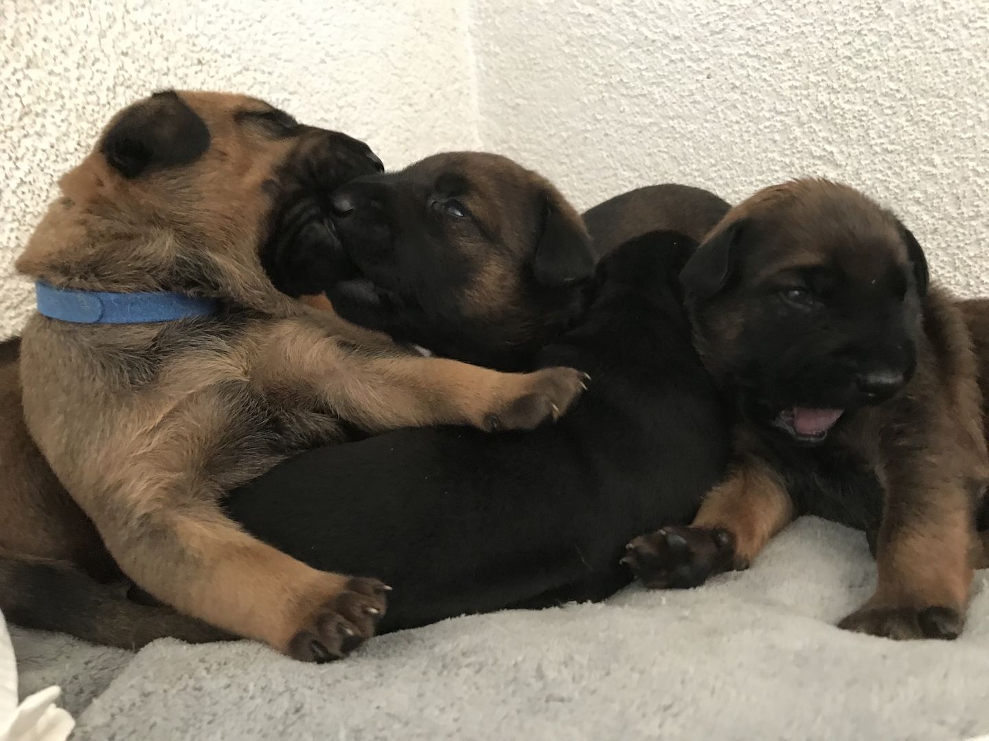 Rhodesian Ridgeback Mix Welpen Rhodesian Ridgeback Mix Welpen