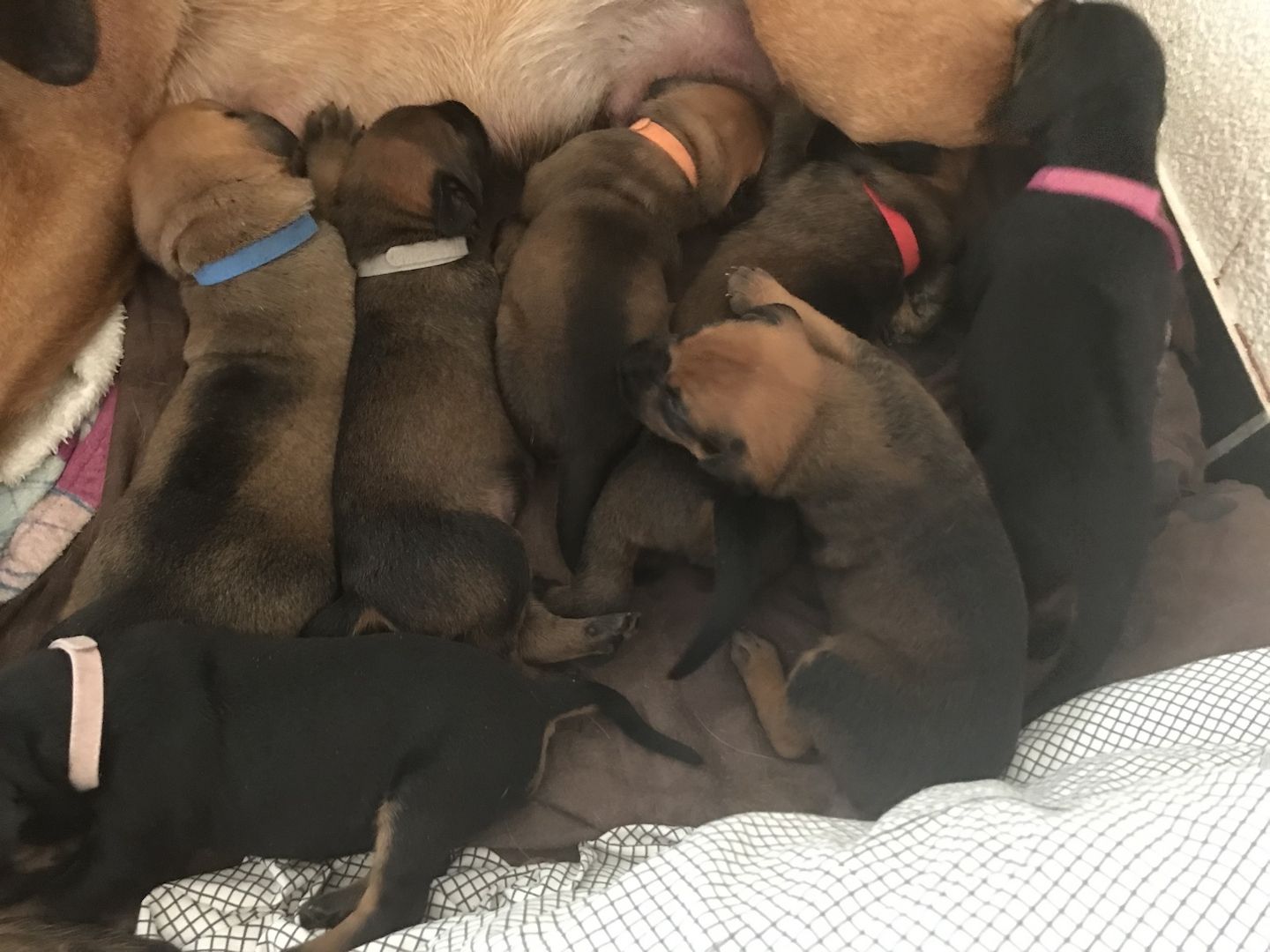 Rhodesian Ridgeback Mix Welpen Rhodesian Ridgeback Mix Welpen