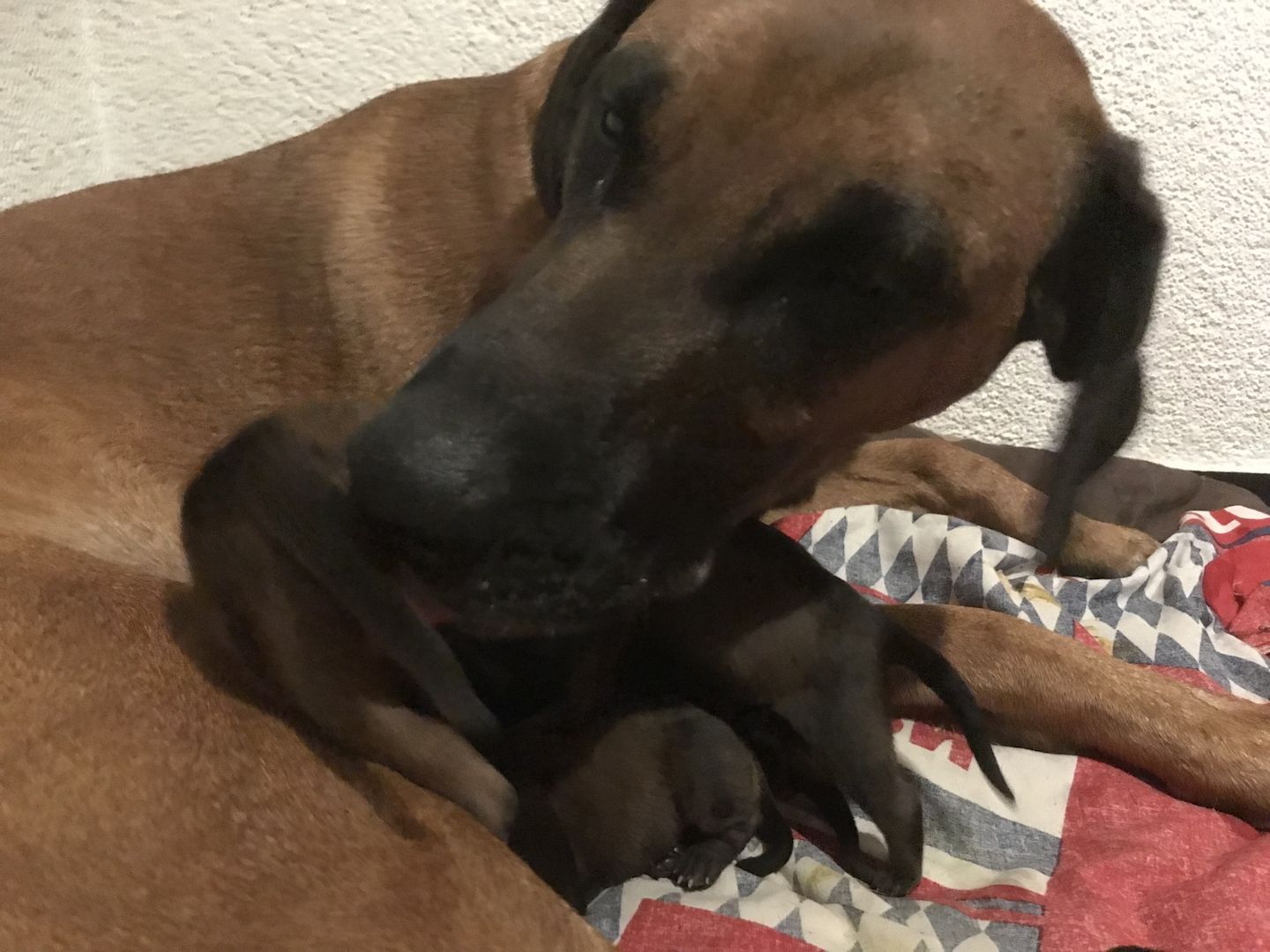 Rhodesian Ridgeback Mix Welpen Rhodesian Ridgeback Mix Welpen