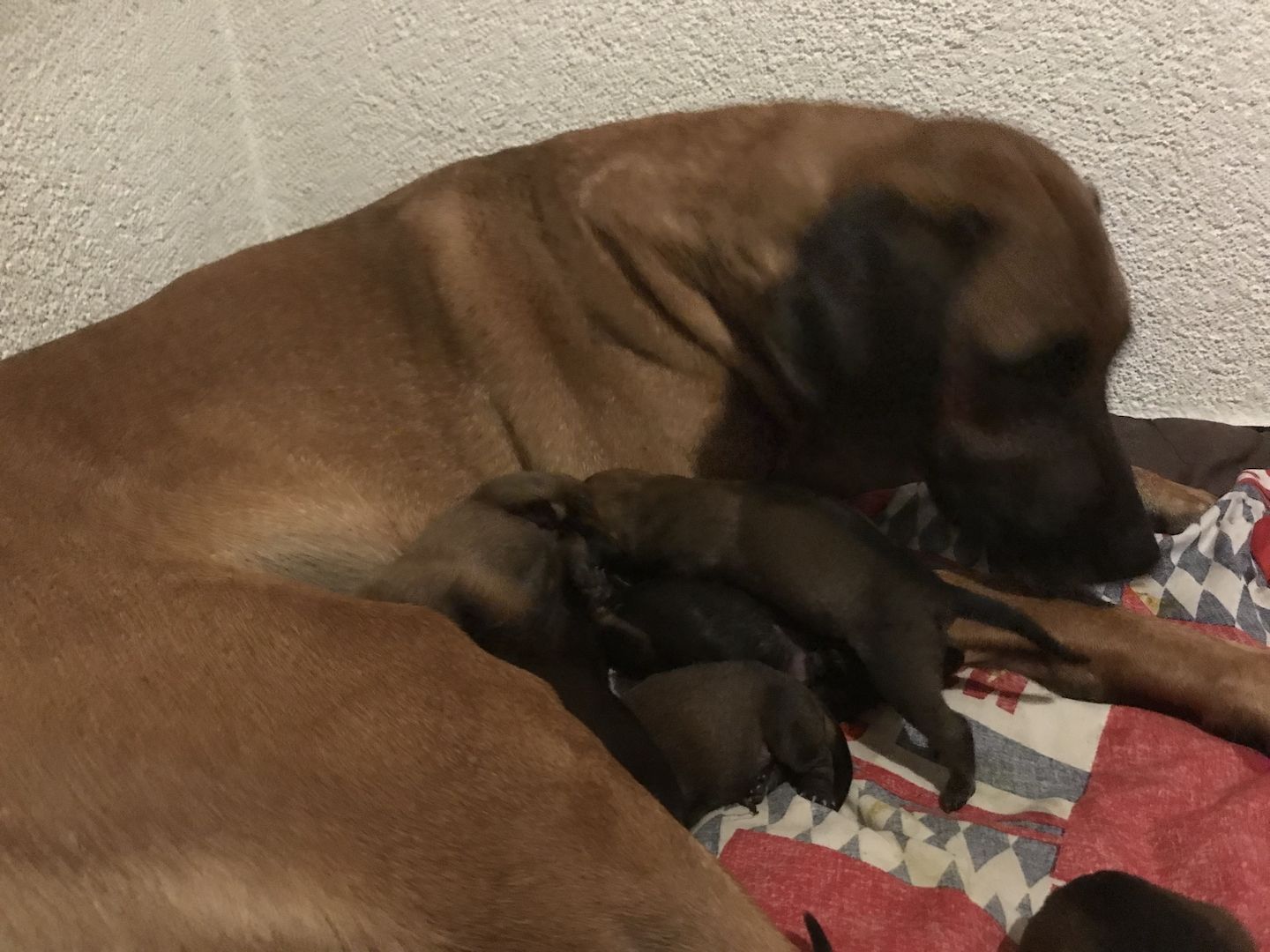 Rhodesian Ridgeback Mix Welpen Rhodesian Ridgeback Mix Welpen