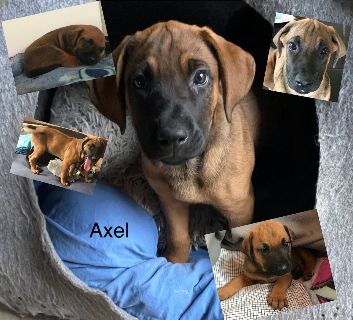 Rhodesian Ridgeback Mix Welpen Rhodesian Ridgeback Mix Welpen