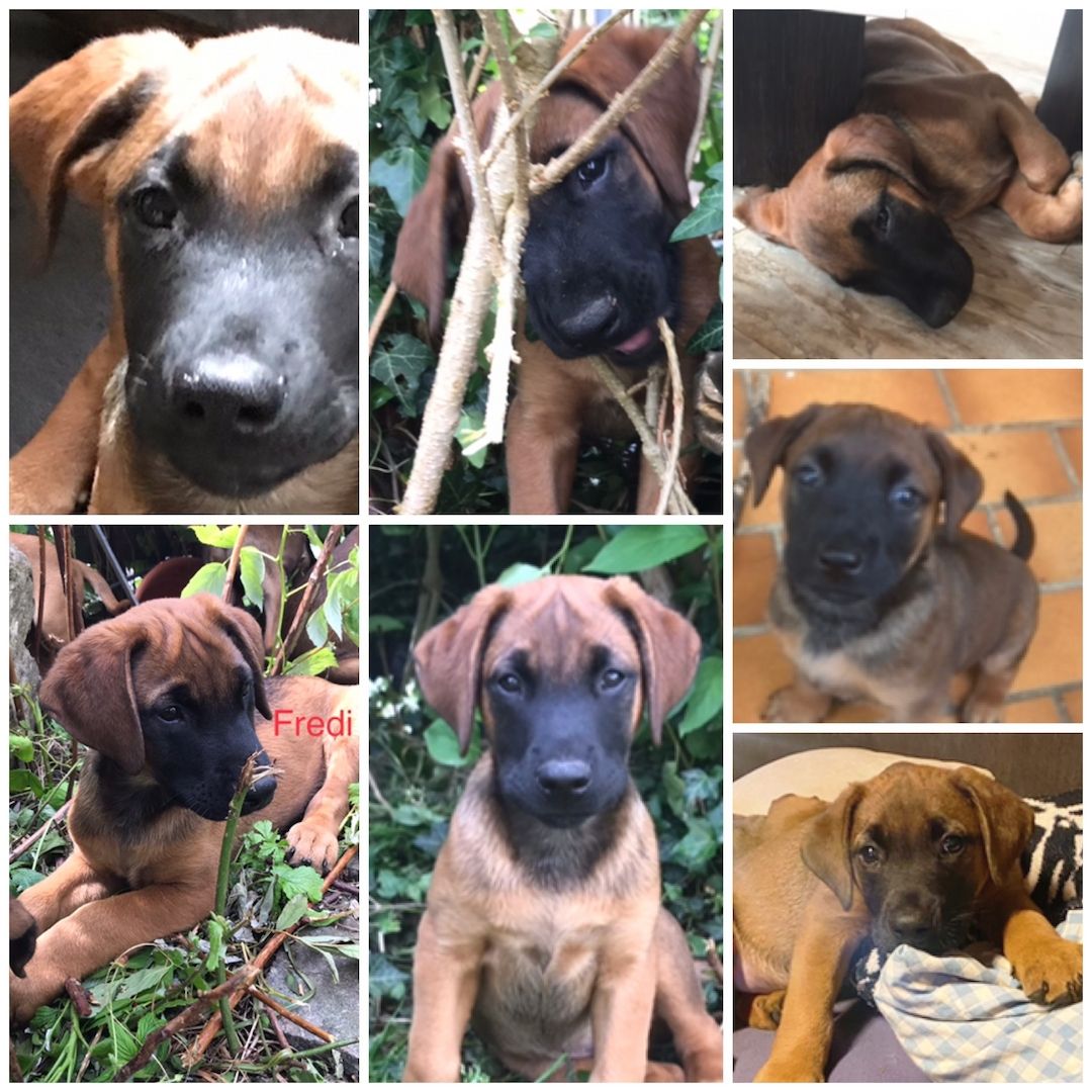 Rhodesian Ridgeback Mix Welpen Rhodesian Ridgeback Mix Welpen