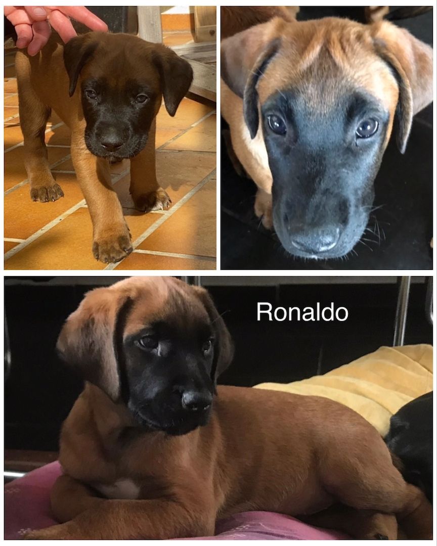 Rhodesian Ridgeback Mix Welpen Rhodesian Ridgeback Mix Welpen