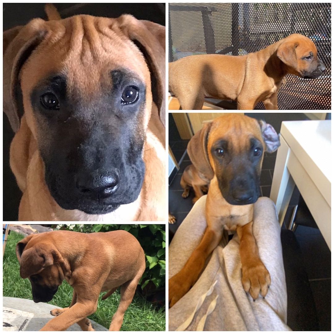 Rhodesian Ridgeback Mix Welpen Rhodesian Ridgeback Mix Welpen