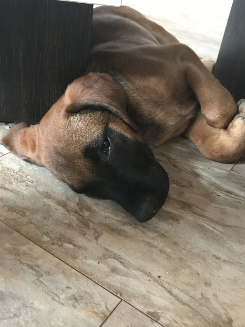 Rhodesian Ridgeback Mix Welpen Rhodesian Ridgeback Mix Welpen