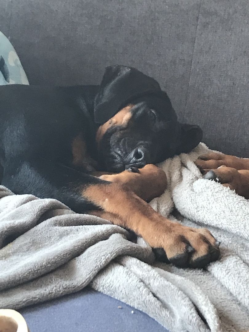 Rhodesian Ridgeback Mix Welpen Rhodesian Ridgeback Mix Welpen