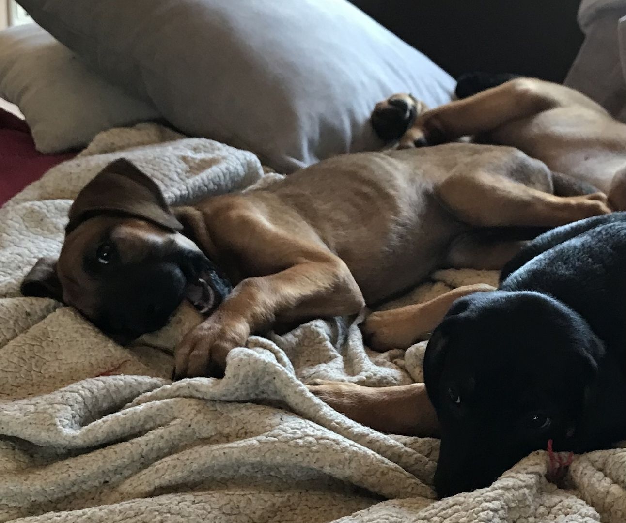 Rhodesian Ridgeback Mix Welpen Rhodesian Ridgeback Mix Welpen