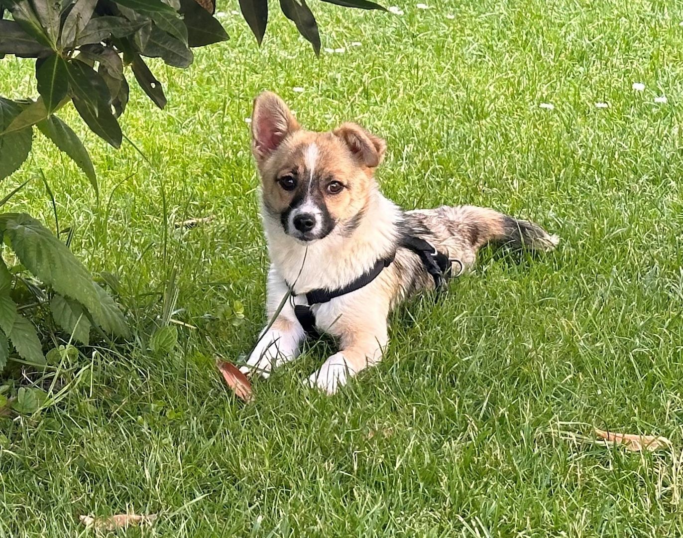 Schenkst du Avani ein zu Hause... Schenkst du Avani ein zu Hause...