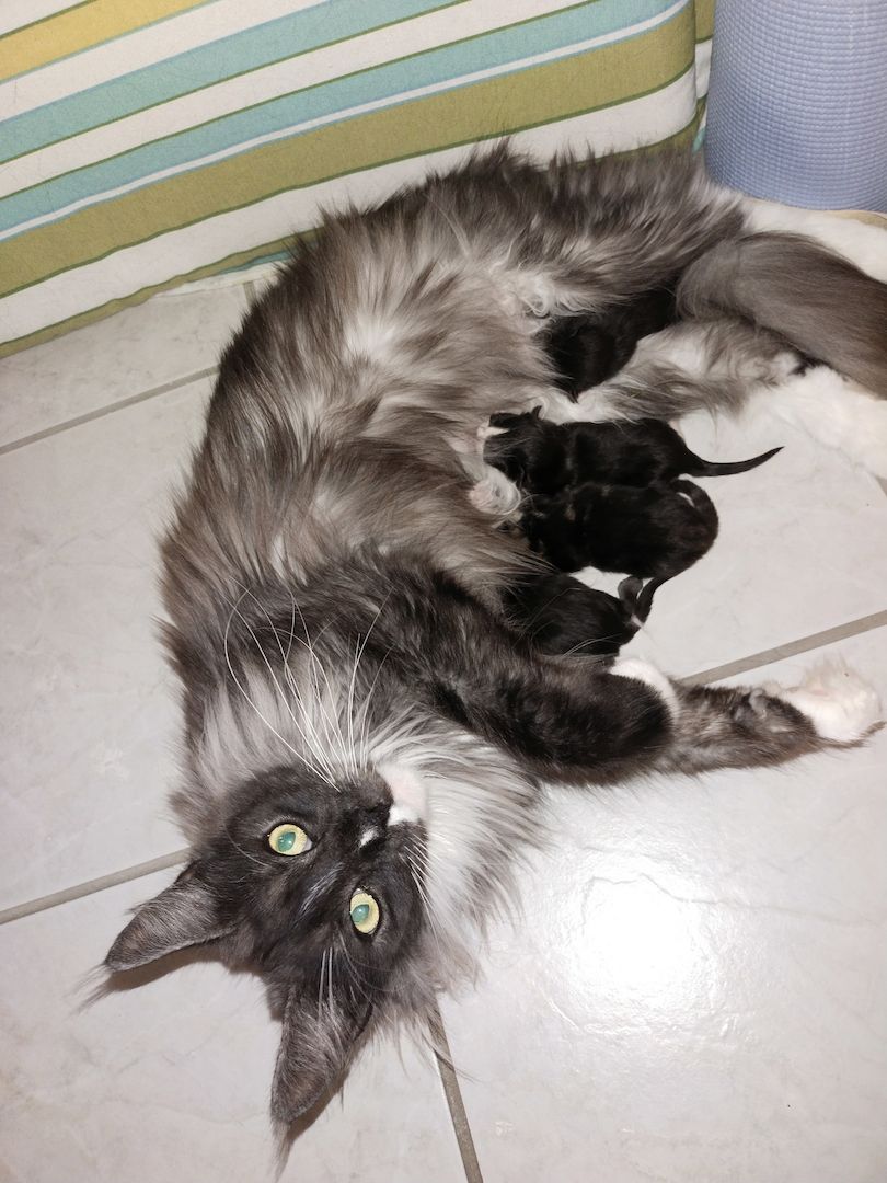 Main Coon Mix Kitten