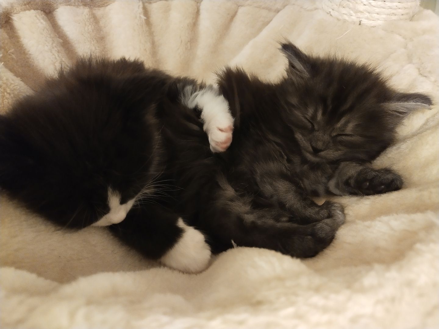 Main Coon Mix Kitten