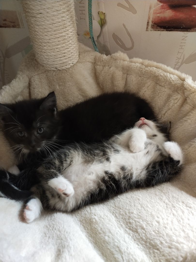 Main Coon Mix Kitten