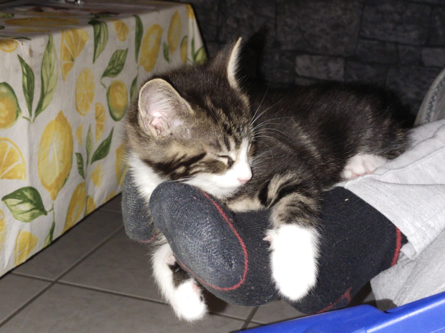 Main Coon Mix Kitten