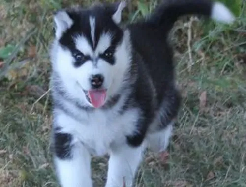 Reinrassige Siberian Husky-Welpen