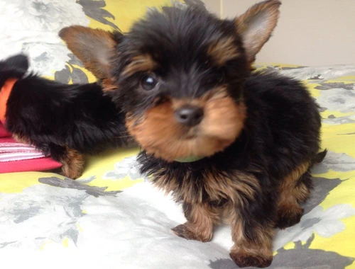 Reinrassige Yorkshire Terrier Welpen