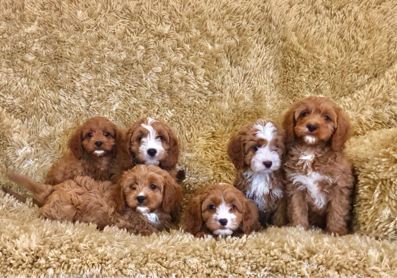 Schöne Cavapoo-Welpen. Schöne Cavapoo-Welpen.