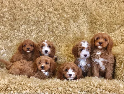 Schöne Cavapoo-Welpen.