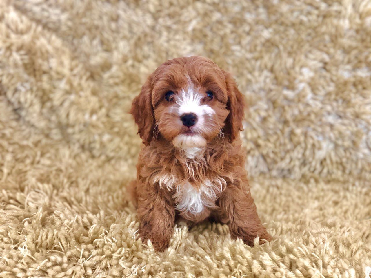 Schöne Cavapoo-Welpen. Schöne Cavapoo-Welpen.