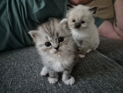 Mai Kitten ab Ende Juli zu verkaufen