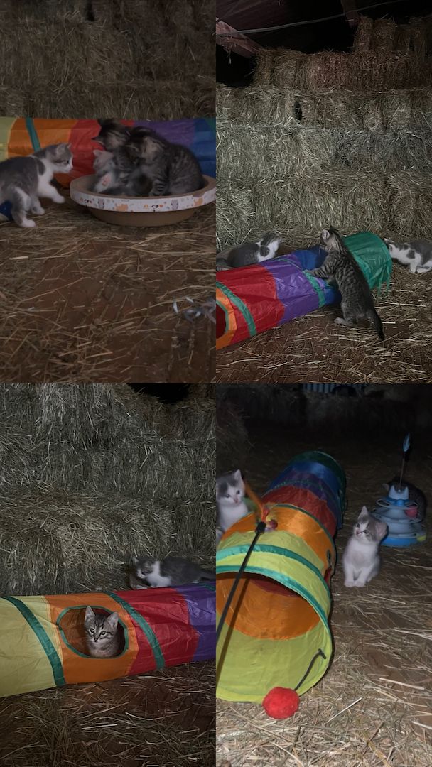 Katzenbabys suchen liebevolles Zuhause