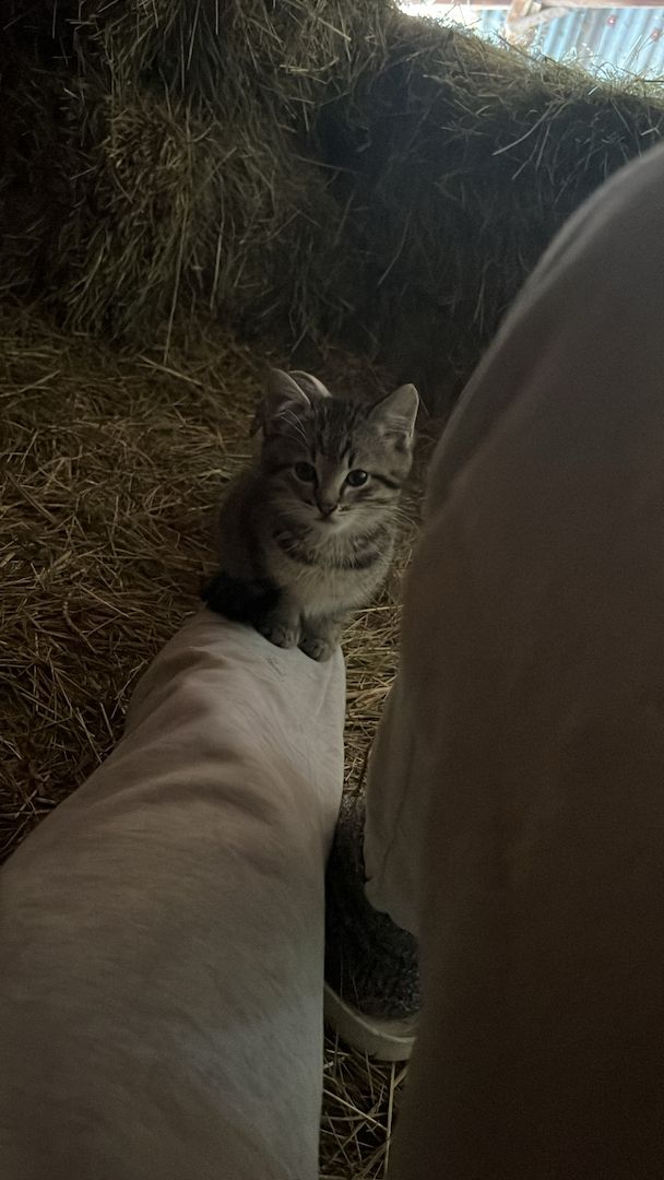 Katzenbabys suchen liebevolles Zuhause