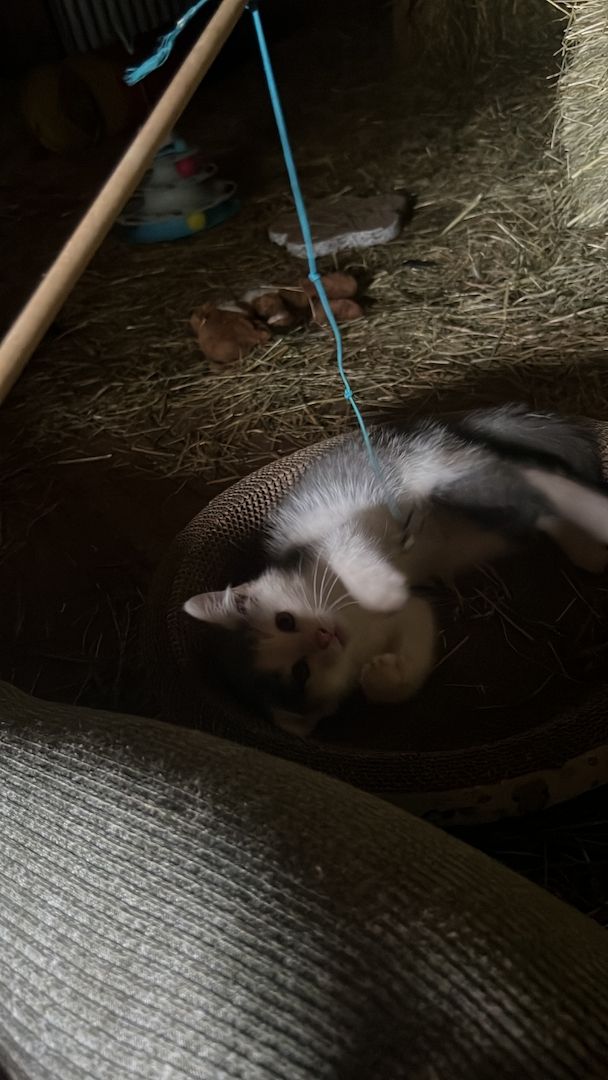 Katzenbabys suchen liebevolles Zuhause