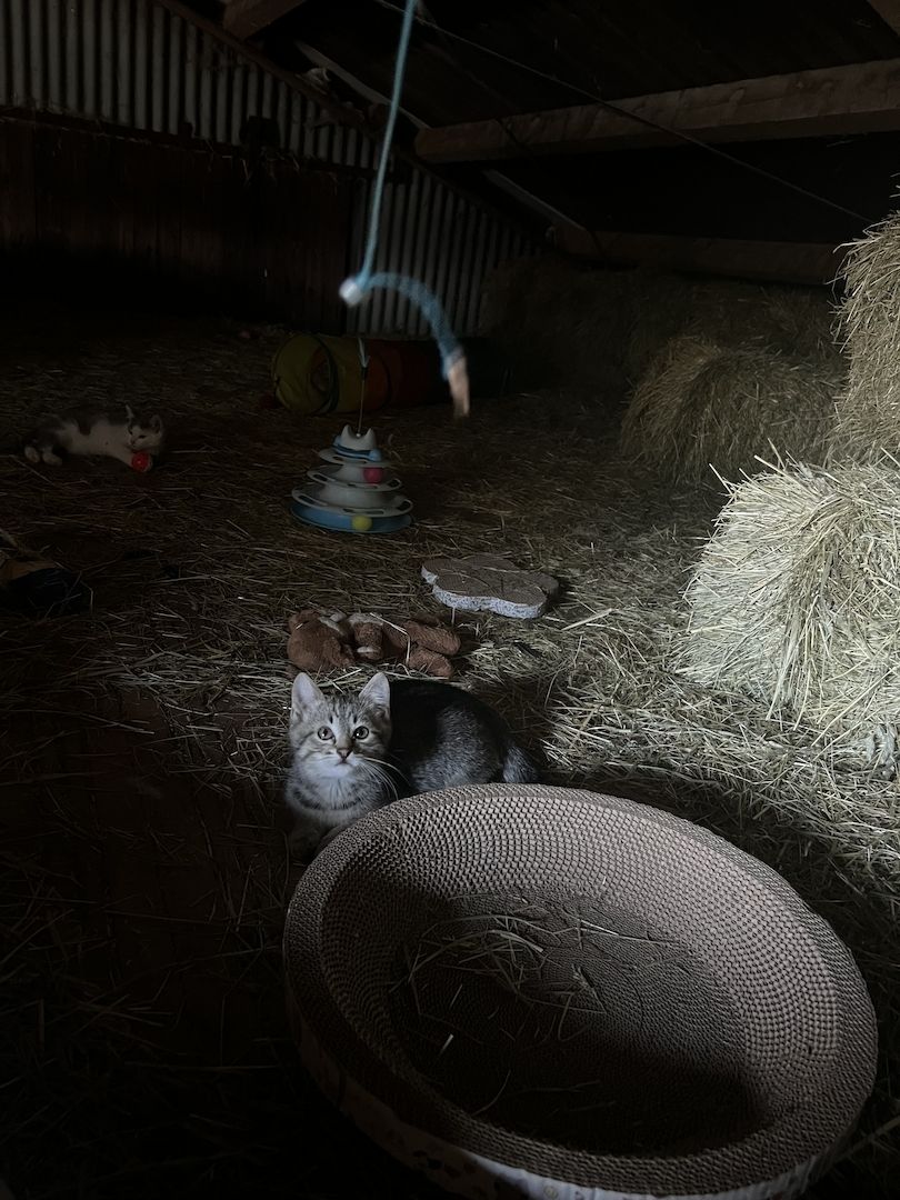 Katzenbabys suchen liebevolles Zuhause