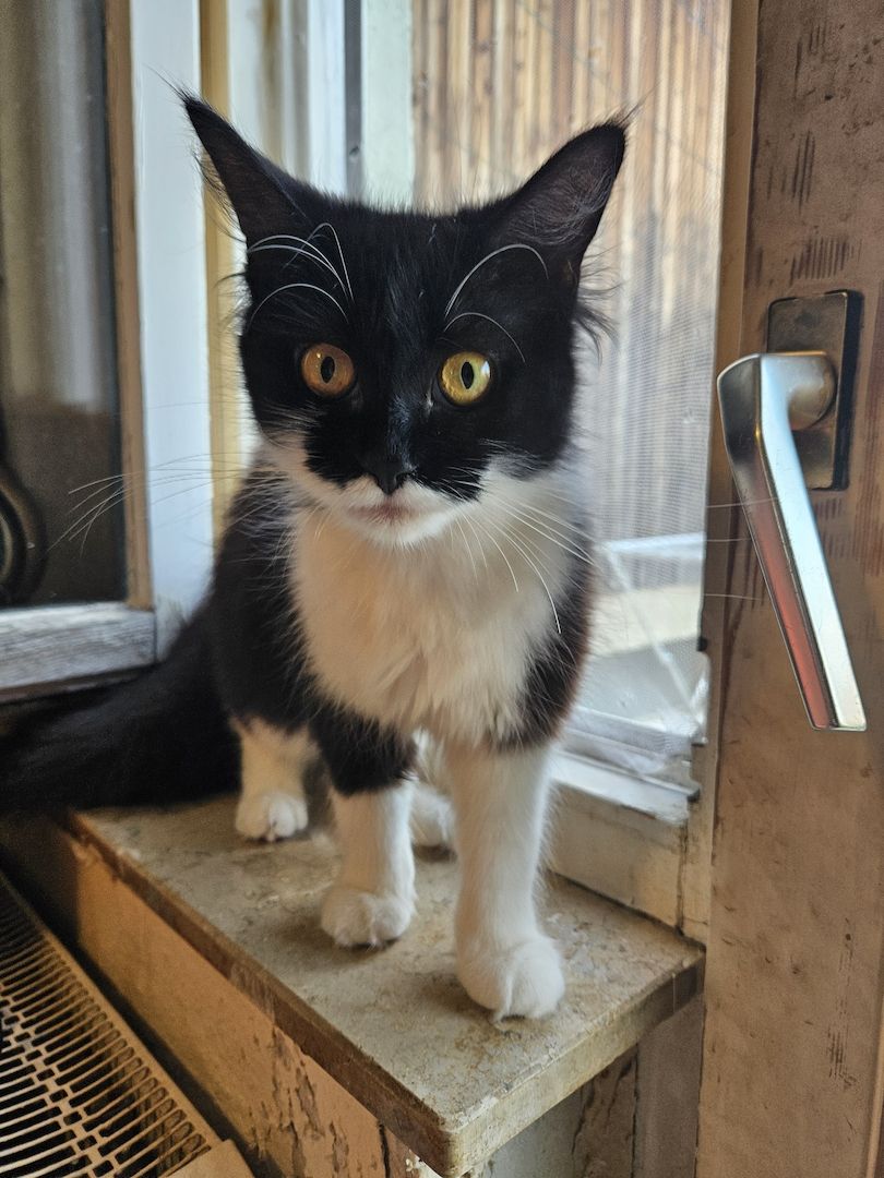 Maine coon mix weibchen Maine coon mix weibchen