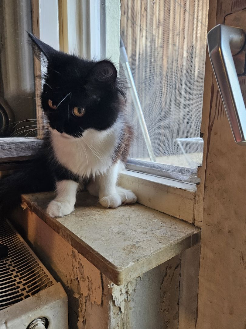 Maine coon mix weibchen Maine coon mix weibchen